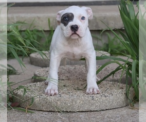 American Bully Puppy for sale in CHAMPAIGN, IL, USA
