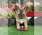 Small #2 Chihuahua