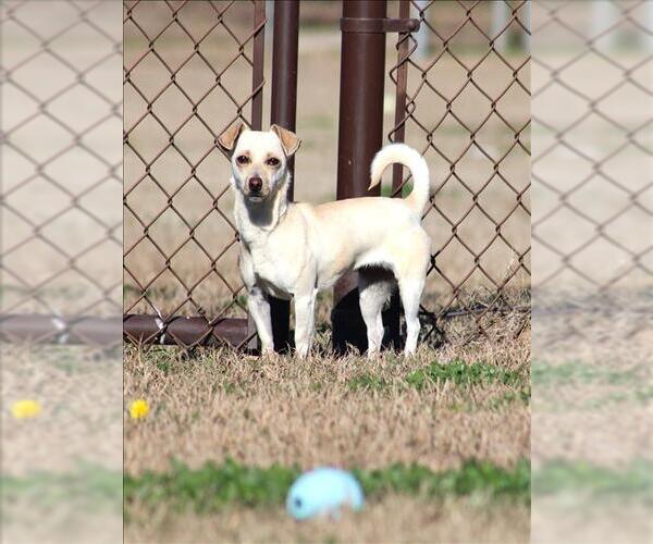 Medium Photo #1 Chihuahua Puppy For Sale in Grovetown, GA, USA