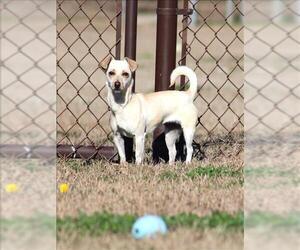 Chihuahua Dogs for adoption in Grovetown, GA, USA
