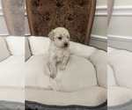 Small Photo #5 Poodle (Toy) Puppy For Sale in PLANO, TX, USA
