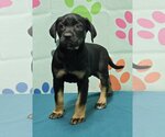 Small Photo #3 Labrador Retriever-Unknown Mix Puppy For Sale in Wetumpka, AL, USA