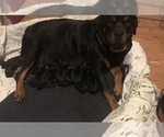 Small Photo #1 Rottweiler Puppy For Sale in REMER, MN, USA