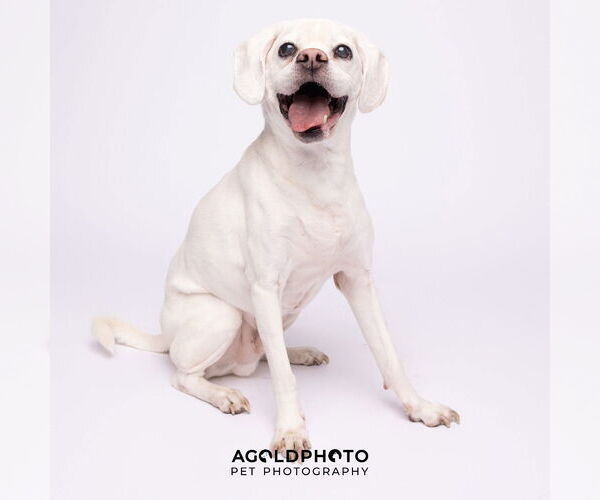 Medium Photo #3 Puggle Puppy For Sale in Tampa, FL, USA