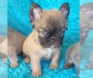 French Bulldog Puppy for sale in LAS VEGAS, NV, USA