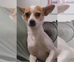 Small Chihuahua