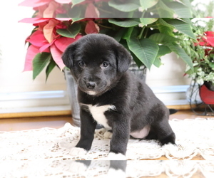 Shiba Inu-Siberian Husky Mix Puppy for sale in SHILOH, OH, USA