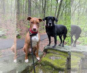 Kylo Lonestar* - Male American Pit Bull Terrier-Blue Lacy Mix Dog for Adoption - Photo #12