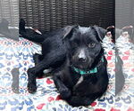 Small #2 Mutt