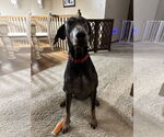 Small #13 Doberman Pinscher