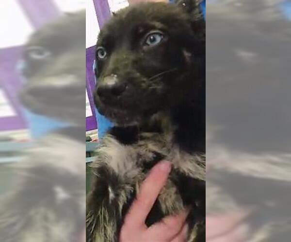 Medium Photo #1 German Shepherd Dog Puppy For Sale in Tulsa, OK, USA