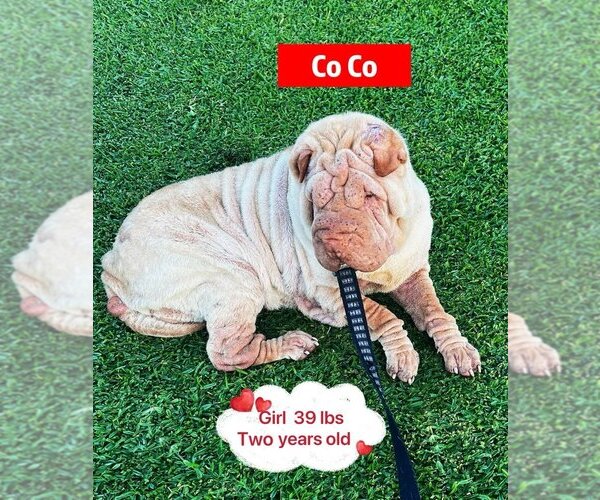 Medium Photo #2 Chinese Shar-Pei Puppy For Sale in West Hollywood, CA, USA