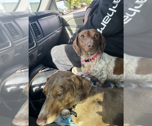 Dachshund Dog for Adoption in GRANTS PASS, Oregon USA