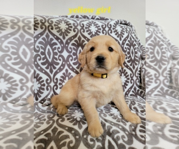 Medium Photo #3 Golden Retriever Puppy For Sale in SAN DIEGO, CA, USA