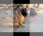Small #1 German Shepherd Dog Mix