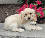 Small #1 Cocker Spaniel