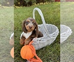Small #3 Dachshund