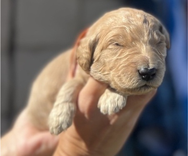 Medium Photo #11 Goldendoodle Puppy For Sale in PHOENIX, AZ, USA