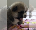 Small Photo #2 Akita Puppy For Sale in LA QUINTA, CA, USA