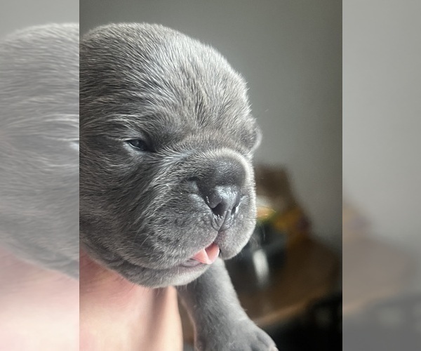 Medium Photo #15 American Bully-French Bulldog Mix Puppy For Sale in CHICAGO, IL, USA