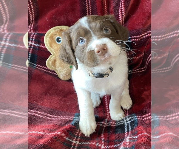 Medium Photo #2 Brittany Puppy For Sale in GRANVILLE, MA, USA