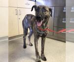 Small German Shepherd Dog Mix