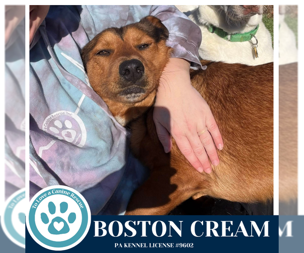 Medium Photo #4 Mutt Puppy For Sale in Kimberton, PA, USA