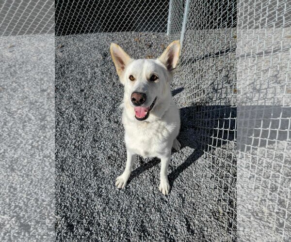 Medium Photo #4 German Shepherd Dog Puppy For Sale in Lewistown, PA, USA