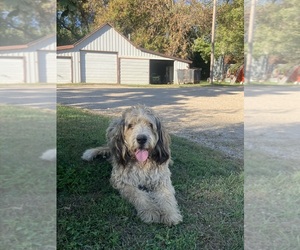 Bernedoodle Puppy for sale in HAYTI, SD, USA