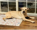Small #6 Chinese Shar-Pei-Labrador Retriever Mix