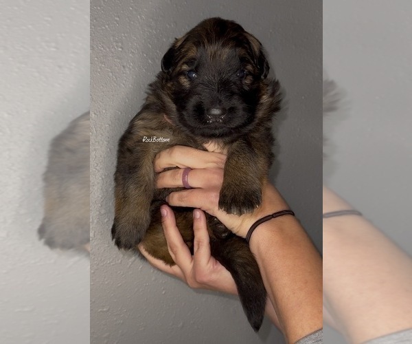 Medium Photo #2 German Shepherd Dog Puppy For Sale in MORRILTON, AR, USA
