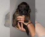 Small #1 German Shepherd Dog