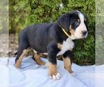 Small #4 Greater Swiss Mountain Dog