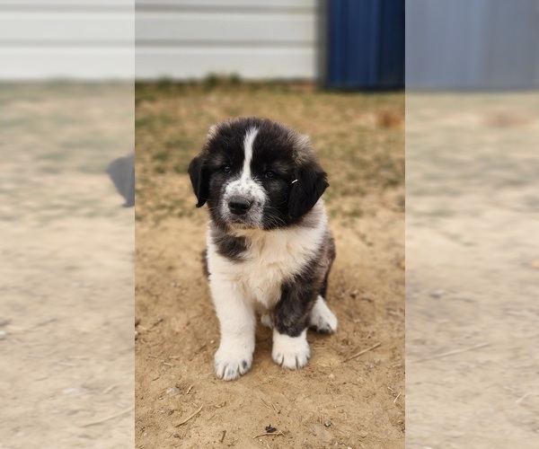 Medium Photo #14 Anatolian Shepherd Puppy For Sale in CUMBY, TX, USA