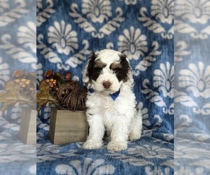 Cock-A-Poo Puppy for sale in BIRD IN HAND, PA, USA