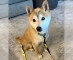 Small #3 Shiba Inu