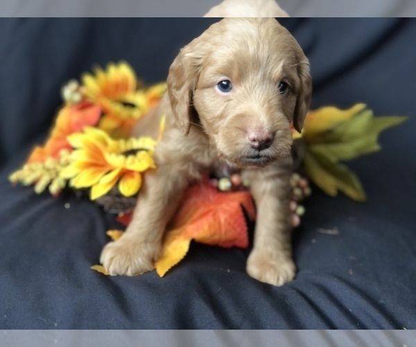 Medium Photo #9 Goldendoodle-Poodle (Miniature) Mix Puppy For Sale in VACAVILLE, CA, USA