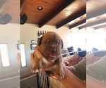 Small Photo #3 Dogue de Bordeaux Puppy For Sale in INKOM, ID, USA