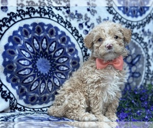 Goldendoodle (Miniature) Puppy for sale in LANCASTER, PA, USA