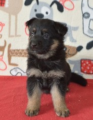 German Shepherd Dog Puppy for sale in DEERFIELD, OH, USA