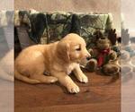Small Photo #6 Golden Retriever Puppy For Sale in FREDONIA, KS, USA