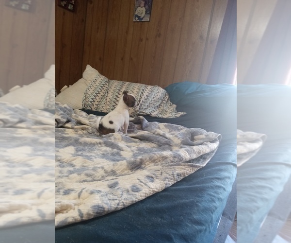 Medium Photo #12 Chihuahua Puppy For Sale in SHALLOTTE, NC, USA