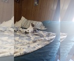 Small Photo #12 Chihuahua Puppy For Sale in SHALLOTTE, NC, USA