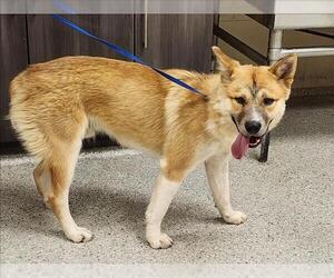 Akita-Unknown Mix Dogs for adoption in Conroe, TX, USA