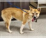 Small Akita Mix