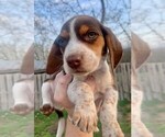 Small Photo #6 Beagle Puppy For Sale in MARSHALL, AR, USA