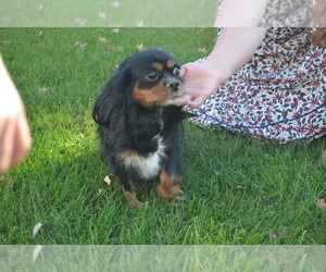 Mother of the Cavalier King Charles Spaniel puppies born on 05/03/2025