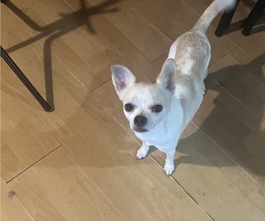 Father of the Chihuahua puppies born on 09/16/2026