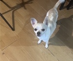 Small Photo #1 Chihuahua Puppy For Sale in ALTAMONTE SPRINGS, FL, USA