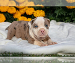 Puppy Wendell Olde English Bulldogge